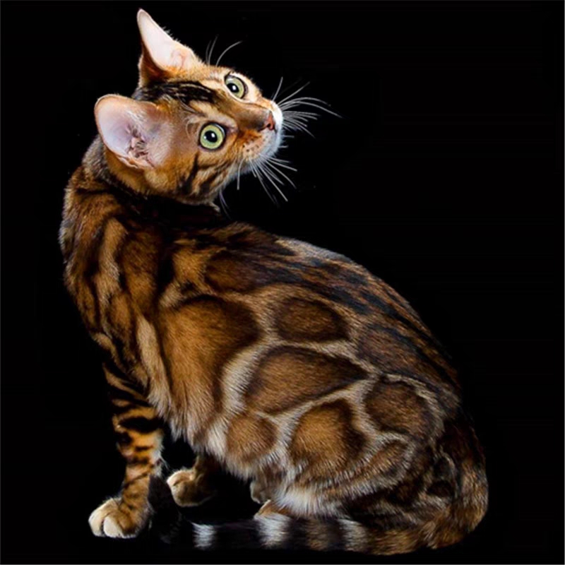 猫舍直销,批发价出售,孟加拉豹猫